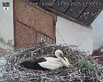 Capi_Dubne_20250527_174503.jpg