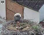 Capi_Dubne_20250527_182003.jpg