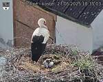 Capi_Dubne_20250527_183503.jpg