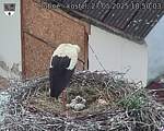 Capi_Dubne_20250527_185003.jpg