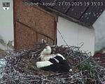 Capi_Dubne_20250527_193503.jpg