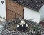 Capi_Dubne_20250527_200503.jpg