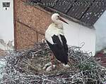 Capi_Dubne_20250527_201003.jpg