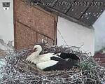 Capi_Dubne_20250527_202503.jpg