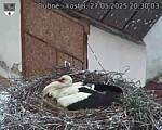 Capi_Dubne_20250527_203003.jpg