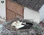 Capi_Dubne_20250527_203502.jpg