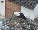 Capi_Dubne_20250527_204003.jpg