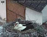 Capi_Dubne_20250527_205002.jpg