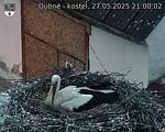 Capi_Dubne_20250527_210002.jpg