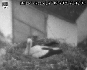Capi_Dubne_20250527_211503.jpg (1350 x 1080)