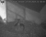 Capi_Dubne_20250527_215003.jpg