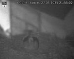 Capi_Dubne_20250527_215502.jpg