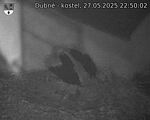 Capi_Dubne_20250527_225002.jpg