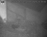 Capi_Dubne_20250527_233502.jpg
