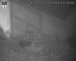 Capi_Dubne_20250527_235002.jpg