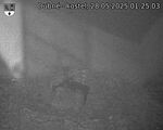 Capi_Dubne_20250528_012503.jpg