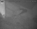 Capi_Dubne_20250528_014502.jpg
