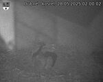 Capi_Dubne_20250528_020002.jpg