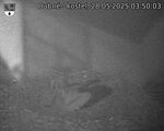Capi_Dubne_20250528_035003.jpg