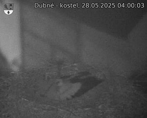 Capi_Dubne_20250528_040003.jpg (1350 x 1080)