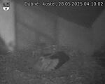 Capi_Dubne_20250528_041002.jpg