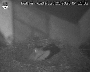 Capi_Dubne_20250528_041503.jpg (1350 x 1080)