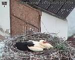 Capi_Dubne_20250528_052504.jpg