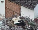 Capi_Dubne_20250528_055004.jpg