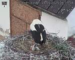 Capi_Dubne_20250528_061504.jpg