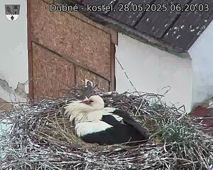 Capi_Dubne_20250528_062003.jpg (1350 x 1080)