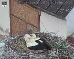 Capi_Dubne_20250528_062503.jpg