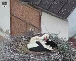 Capi_Dubne_20250528_063504.jpg