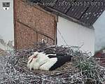 Capi_Dubne_20250528_070004.jpg