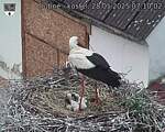 Capi_Dubne_20250528_071002.jpg