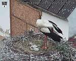 Capi_Dubne_20250528_075004.jpg