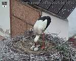 Capi_Dubne_20250528_081002.jpg