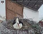 Capi_Dubne_20250528_083504.jpg