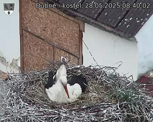 Capi_Dubne_20250528_084002.jpg (1350 x 1080)