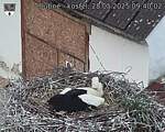 Capi_Dubne_20250528_094002.jpg