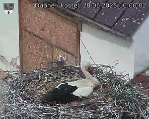 Capi_Dubne_20250528_100002.jpg (1350 x 1080)