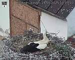 Capi_Dubne_20250528_100503.jpg
