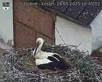 Capi_Dubne_20250528_104502.jpg