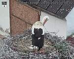 Capi_Dubne_20250528_110002.jpg
