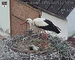 Capi_Dubne_20250528_115004.jpg