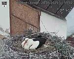 Capi_Dubne_20250528_115502.jpg