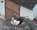 Capi_Dubne_20250528_120003.jpg
