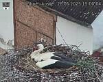 Capi_Dubne_20250528_150004.jpg