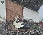 Capi_Dubne_20250528_152502.jpg