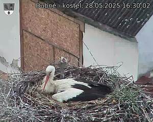 Capi_Dubne_20250528_163002.jpg (1350 x 1080)