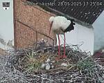 Capi_Dubne_20250528_172504.jpg